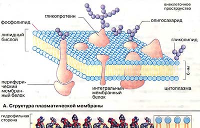 Биомембраны: структура и функции