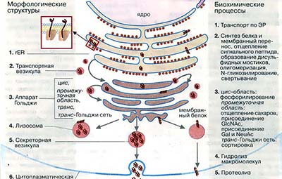 Устройство и функционирование эндоплазматического ретикулума и аппарата Гольджи