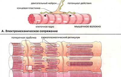 Регуляция сокращения мышечных волокон