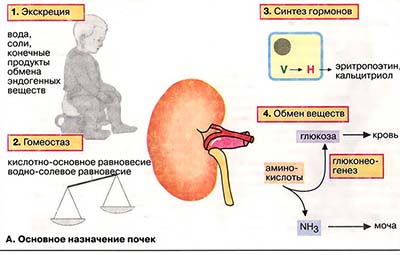 Функция почек