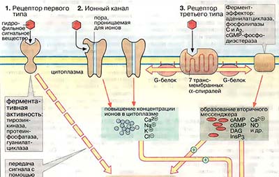 Механизм действия гидрофильных гормонов