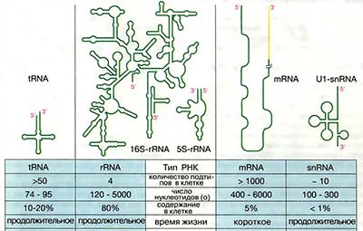 Рибонуклеиновые кислоты
