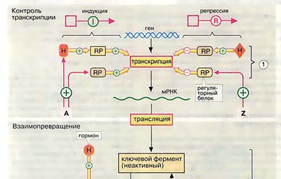 Механизмы регуляции метаболических процессов
