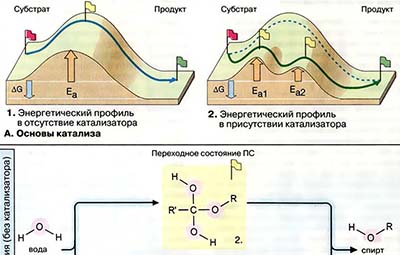 Катализ