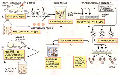 Моноклональные антитела, иммуноанализ