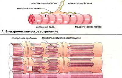 Регуляция сокращения мышечных волокон