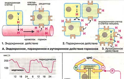 Уровень и иерархия гормонов
