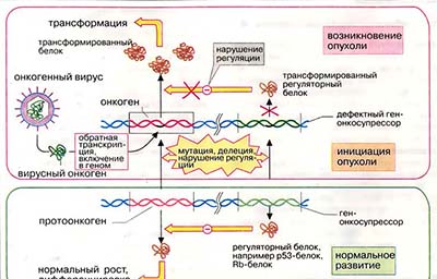 Онкогены