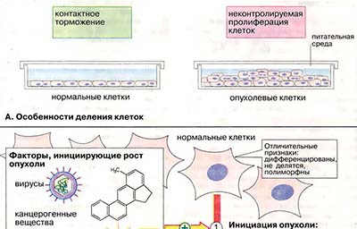 Канцерогенез
