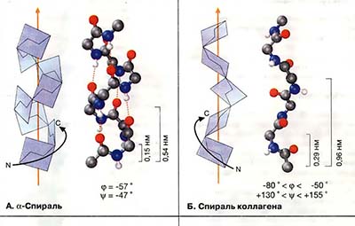 Вторичные структуры белков