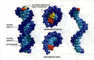 Молекулярные модели ДНК и тРНК