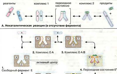 Ферментативный катализ