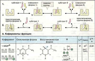 Окислительно-восстановительные коферменты