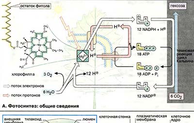 Фотосинтез: световые реакции