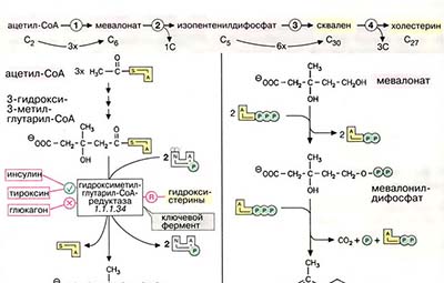 Биосинтез холестерина