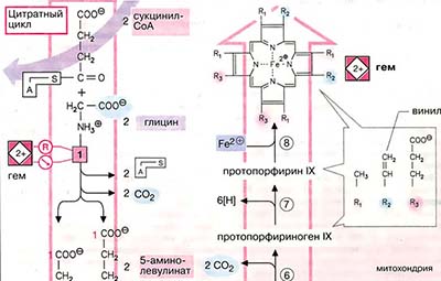 Биосинтез гема